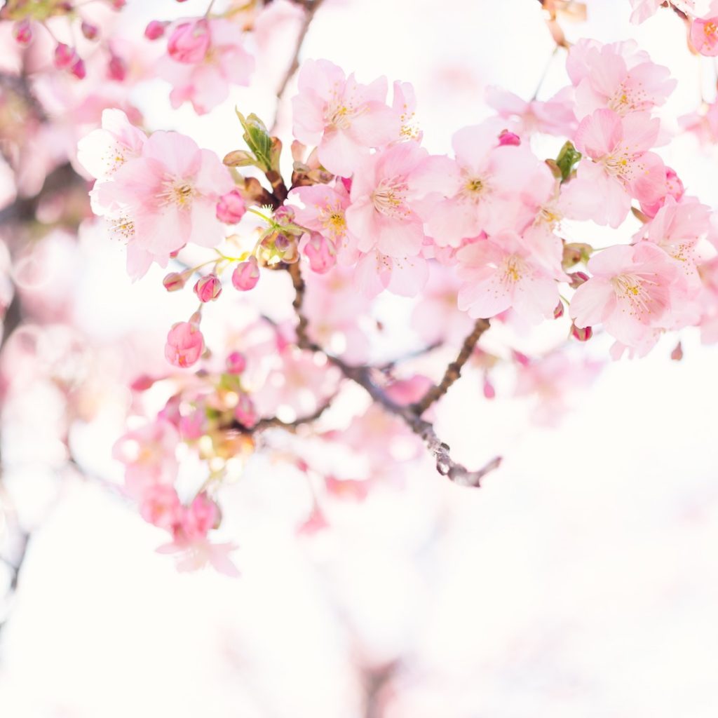 Cherry blossoms sparkling in sunlight