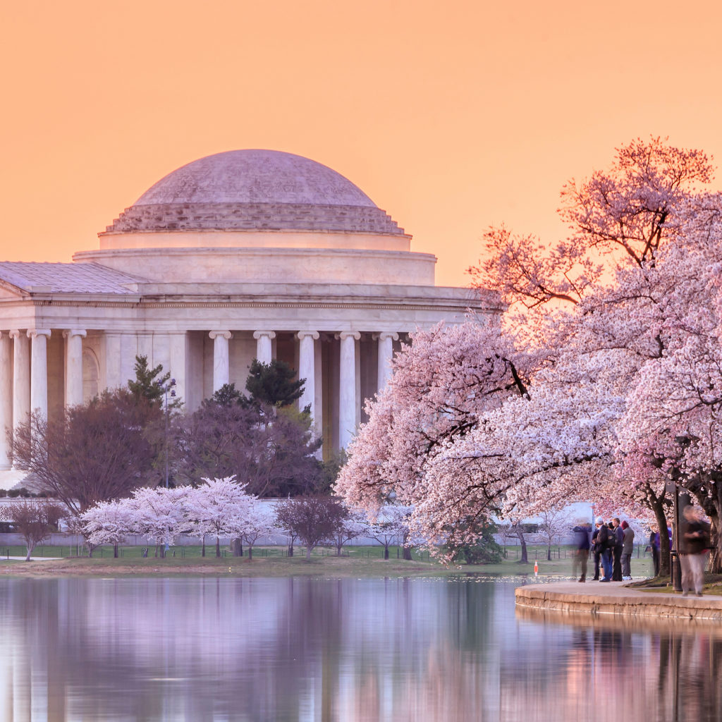Cherry Blossoms at the tidal basin